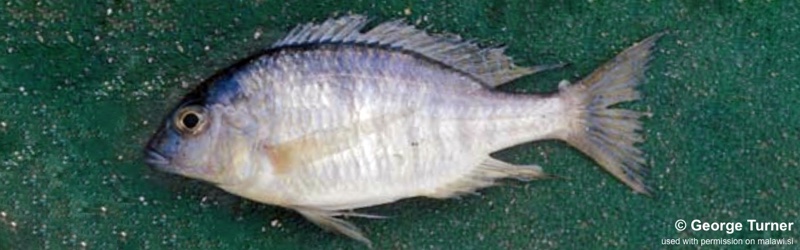 Otopharynx sp. 'argyrosoma deep' South East Arm